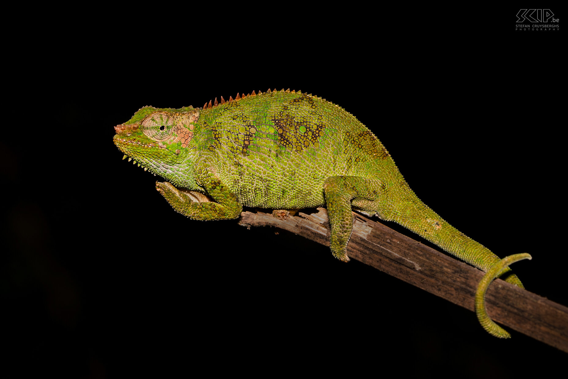 Bale Mountains - Harenna - Bale tweehoornige kameleon De Bale tweehoornige kameleon (Bale two-horned chameleon, Trioceros balebicornutus) is een endemische en bedreigde soort die alleen in een klein gebied in het Harenna woud leeft. Deze kameleon kan tot 16cm groot worden. Ik kon er 's avonds in het donker eentje fotograferen. Stefan Cruysberghs